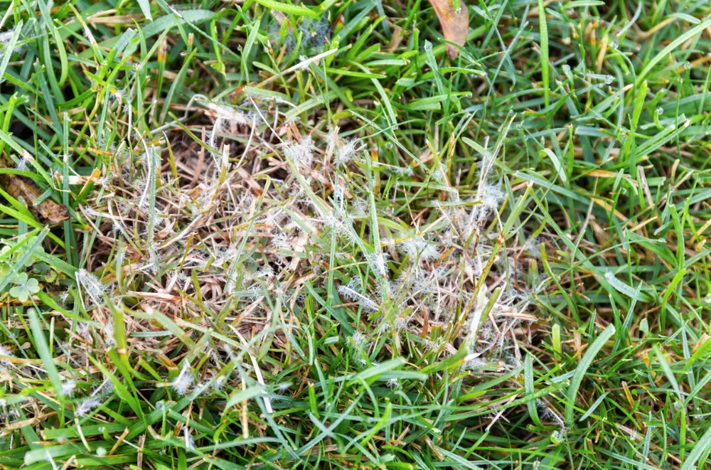 Problem Guide Dollar Spot