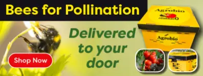 Bees for Pollination
