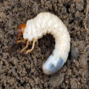 Vine Weevil & Chafer Control - Heterorhabditis Bacteriophora