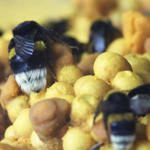 Bee Pollen 1kg