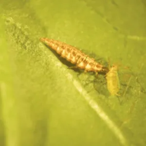  Aphid Control Biopesticide - Lacewing Larvae