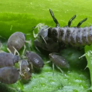 Aphid Control - Ladybird Larvae