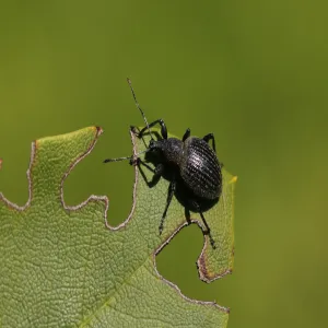 Nemasys L Biopesticide - Vine Weevil Control