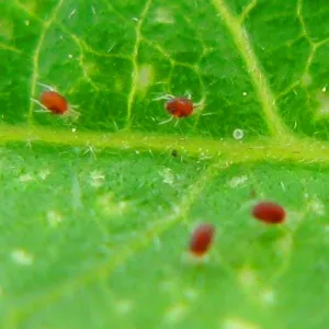 Red Spider Mite Control Biopesticide  - Phytoseiulus