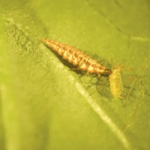 Aphid Control - Lacewing Larvae