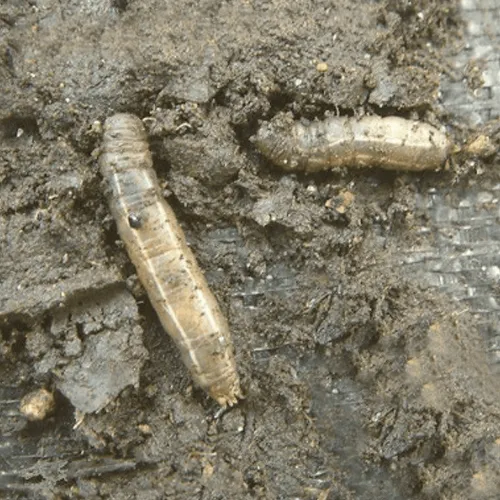 Leatherjacket & Ant Control - Steinernema Feltiae