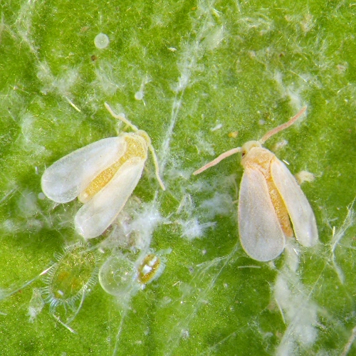 Whitefly Control