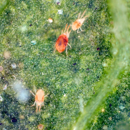 Spider Mite