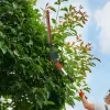 Webb Long Reach Hedge Trimmer & Pruner in situ