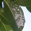Mealy Bug Control