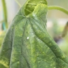 Whitefly Control - Leaf Whitefly Control - Leaf