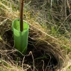 Treebio Spiral Guard in situ Treebio Spiral Guard in situ