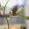 Spider Mite - Web
