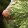 Spider Mite