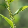 Aphid Control - Ladybird Aphids 4 Aphid Control - Ladybird Aphids 4