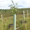 Tubex Standard Tree Shelter 