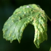 Spider Mite - Leaf