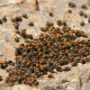 Mealy Bug Control