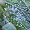 Whitefly Control - On Leaf Whitefly Control - On Leaf