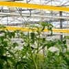 Sticky Trap Roll - Yellow roll in greenhouse