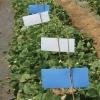 Blue Insect Sticky Traps