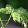 Spider Mite