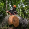 Milwaukee M18 Fuel Dual Battery Chainsaw 50cm - in situ Milwaukee M18 Fuel Dual Battery Chainsaw 50cm - in situ