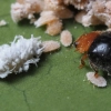 Mealy Bug Control