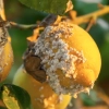 Mealy Bug Control
