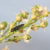 Aphid Control - Ladybird Aphids 2 Aphid Control - Ladybird Aphids 2
