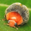Mealy Bug Control