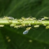 Aphid Control - Ladybird Aphids 3 Aphid Control - Ladybird Aphids 3