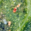 Spider Mite