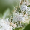 Mealy Bug Control