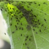 Aphid Control - Ladybird Aphids 5 Aphid Control - Ladybird Aphids 5