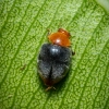 Mealy Bug Control