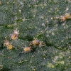 Spider Mite - On Leaf